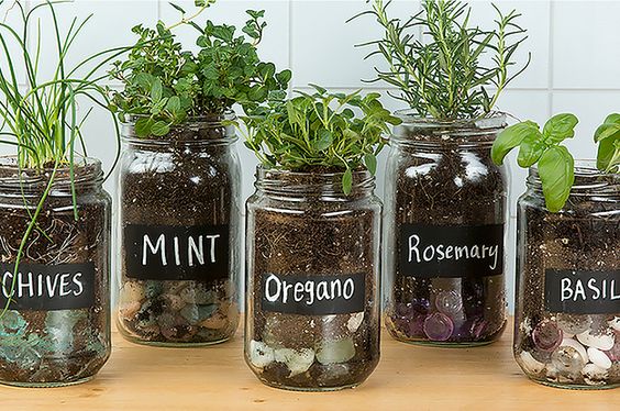 DIY indoor mason jar herb garden
